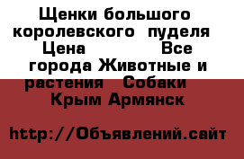 Щенки большого (королевского) пуделя › Цена ­ 25 000 - Все города Животные и растения » Собаки   . Крым,Армянск